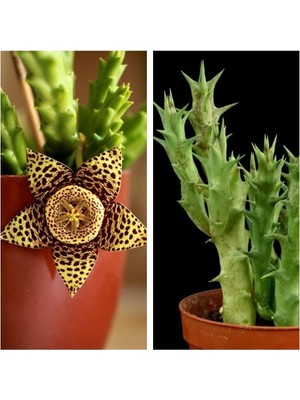 Odea Gardenbox Leş Kaktüs Çiçeği Stapelia Variegata, 5-15 Cm, Saksılı, Çiçekli Bodur Bitki