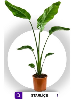 Odea Nura Botanik Strelitzia Starliçe 60 cm Boyunda Salon Bitkisi, Iç Mekan Bitkisi, Özel Kutu