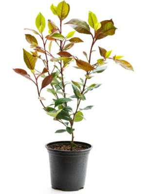 Odea Nura Botanik Alev Çalısı Kırmızı Yaprak, 30-50 Cm, 1 Adet Saksılı Photinia Serratifolia