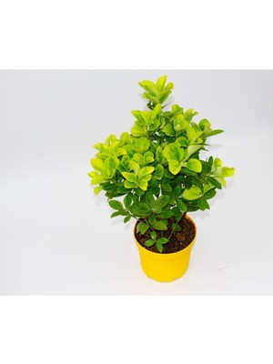 Odea Nura Botanik Gold Taflan Çiçeği Fidanı, 25-45 Cm, Saksılı, Çiçekli Bodur Bitkiler, Golden Euonymus