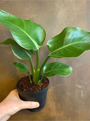 Odea Nura Botanik Bodur Starliçe Çiçeği Turuncu Cennet Kuşu 20-45CM, Strelitzia Reginae