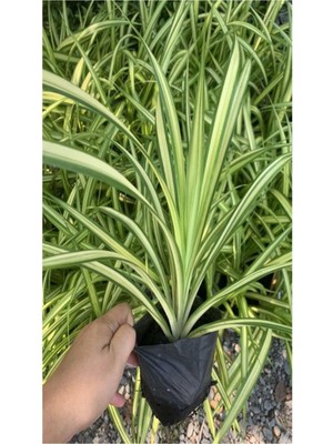 Odea Nura Botanik Kurdele Çiçeği (Chlorophytum Comosum) Saksıda, 25-45CM, 1 Adet