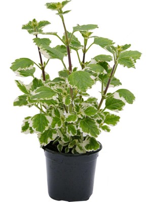 Odea Nura Botanik Plectranthus Forsteri Kokulu Uzayan Tür Benjamin Çiçeği Saksılı, Yeşil