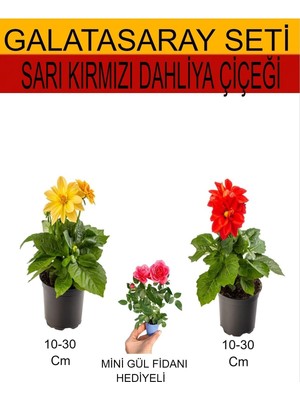 Odea Gardenbox 2'li Set Sarı-Kırmızı Dahliya Çiçeği + Pembe Gül Fidanı, 10-30 cm