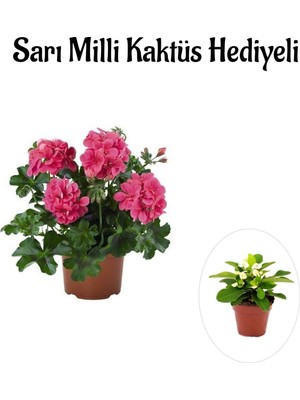 Odea Gardenbox Pembe Sakız Sardunya Çiçeği Fidanı, Hediyelik