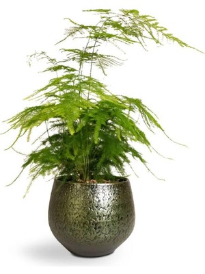 Odea Nura Botanik Asparagus Setaceus Tül Kuşkonmaz Çiçeği, 10-30 Cm, Dekoratif Salon Bitkisi