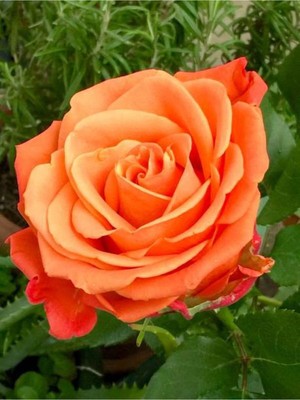 Odea Nura Botanik Yediveren Kokulu Turuncu Renk Saksılı Aşılı Gül Fidanı, 50-80 Cm, Orange Rose