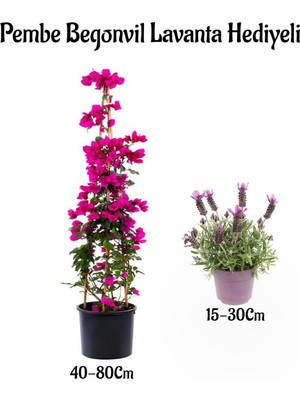Odea Serada Decor & Plant Pembe Begonvil Çiçeği 40-80CM, Mor Lavanta Fidanı Hediyeli, Bahçe Bitkisi