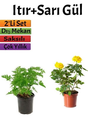 Odea Serada Decor & Plant Yoğun Kokulu Itır Çiçeği + Sarı Gül Fidanı Saksılı, 15-25 Cm, Dış Mekan Bitkileri, 2'li Set