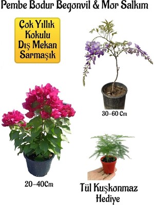 Odea Nura Botanik Pembe Bodur Begonvil, Mor Salkım Ağacı Fidanı, Tül Kuşkonmaz Hediyeli Bahçe Peyzaj Seti