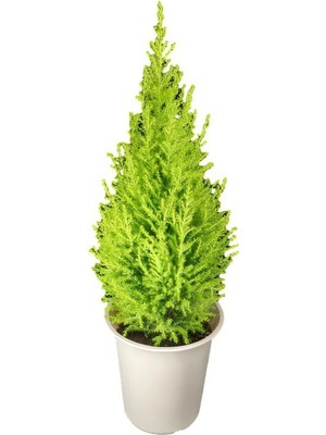Odea Gardenbox Limon Kokulu Salon Limon Çamı, Tül Kuşkonmaz Hediyeli, Canlı Iç Mekan Bitkisi