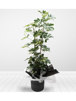 Odea Nura Botanik Çift Dal Alacalı Şeflera Çiçeği, 45-90 Cm, Saksılı Iç Mekan Bitkileri