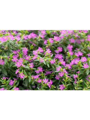 Odea Serada Decor & Plant Cennet Çiçeği, Mezarlık Kabir Çiçeği, 3 Adet, 20-25 Cm, Pembe-Mor