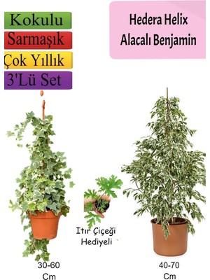 Odea Nura Botanik Alacalı Beyaz Benjamin Bitkisi, Hedera Helix Sarmaşığı, Itır Çiçeği, 3'lü Set