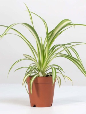 Odea Serada Decor & Plant Chlorophytum Comosum Kurdele Çiçeği, 30-40CM, Dekoratif Salon Bitkisi