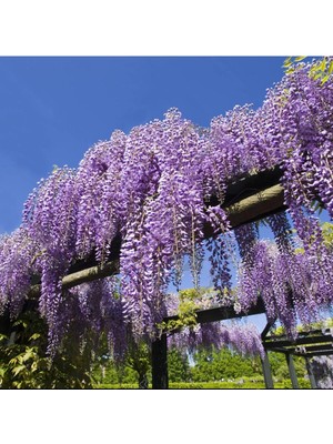 Odea Gardenbox Wisteria Sinensis Kokulu Çin Morsalkım Mor Salkım Fidanı, 40-50 cm Tüplü