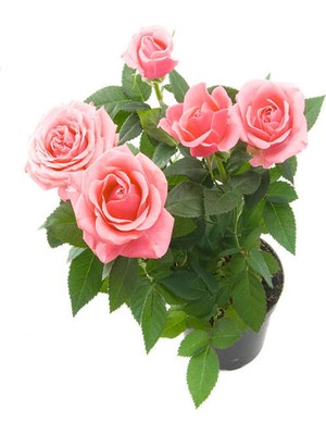 Odea Nura Botanik Sarmaşık Gül Fidanı, Kokulu Açık Pembe, 80-140 Cm, Saksılı Aşılı Gül