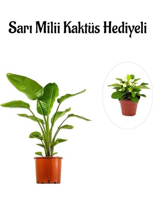 Odea Gardenbox Hediyelik Starliçe Cennet Çiçeği Bitkisi, Sarı Milli Kaktüs Hediyeli