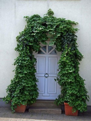 Odea Nura Botanik Dekoratif Duvar Sarmaşığı (Kaya Sarmaşığı), 40-60 Cm, Hedera Helix Türü
