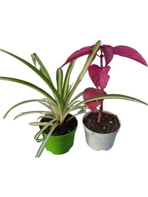 Odea Gardenbox 2'li Set Kurdele Çiçeği ve Çingene Şalvarı Bodur Bitkiler