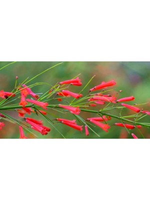 Odea Gardenbox Mercan Çiçeği Fidanı, 50 Cm, Kırmızı, Extra Dolgun Çiçekli