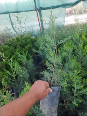 Odea Nura Botanik Leylandi Bitkisi 30-50 cm Tüplü Dış Mekan Ağacı Cupressocyparis, Çok Renkli