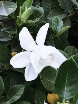 Odea Serada Decor & Plant Mis Kokulu Gardenya Çiçeği, 25-35 Cm, Saksılı, Beyaz