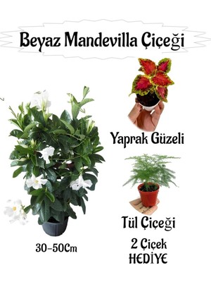 Odea Serada Decor & Plant Beyaz Mandevilla Çiçeği Saksılı, Yaprak Güzeli-Tül Çiçeği Hediyeli, 30-50 cm