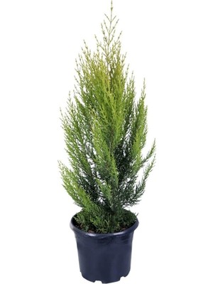 Odea Nura Botanik Norfolk Island Pine, 30-50 Cm, Saksılı, Çok Renkli