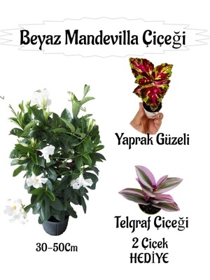 Odea Serada Decor & Plant Beyaz Mandevilla Çiçeği Saksılı, Yaprak Güzeli-Telgraf Çiçeği Hediyeli, 30-50CM