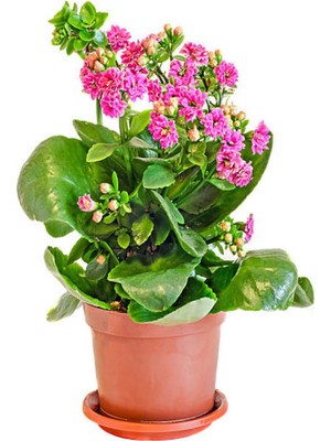 Odea Serada Decor & Plant Pembe Kalanşo Çiçeği, 10-20 Cm, Saksılı, Çiçekli Bodur Bitkiler