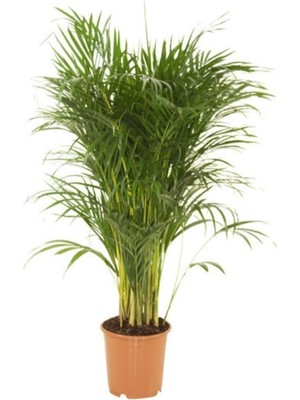 Odea Gardenbox Areka Salon Palmiyesi, 90-105 Cm, Yeşil