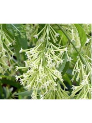 Odea Serada Decor & Plant Melisa Çiçeği (Parfüm Çiçeği), Beyaz Çiçekli, Otsu Bitki