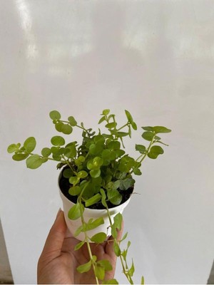 Esranın Dünyası Serada Decor & Plant Sarı Kız Altın Kolye Çiçeği, 1 Adet, 8,5 Saksı, 10-20 cm