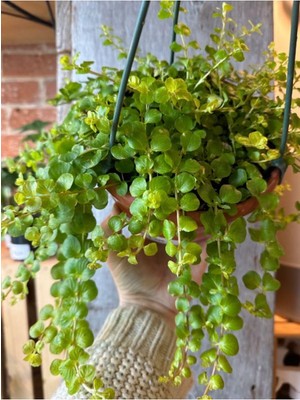 Esranın Dünyası Gardenbox Dekoratif Zemin Örtücü Sarıkız Altın Kolye Çiçeği, Makrome Saksılı, 20-40CM, 1 Adet