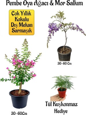 Esranın Dünyası Nura Botanik Pembe Oya Ağacı Fidanı, Mor Salkım Ağacı Fidanı, Tül Kuşkonmaz Çiçeği Hediyeli Bahçe Peyzaj Seti, 30-60 cm