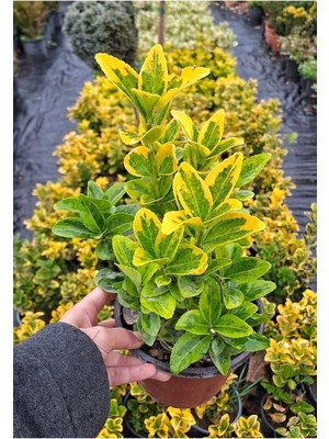 Esranın Dünyası Serada Decor & Plant Altuni Taflan Süs Bitkisi, 10-20 Cm, 4 Adet Saksılı, Dış Mekan