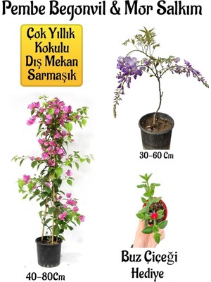 Esranın Dünyası Nura Botanik Pembe Begonvil Çiçeği, Mor Salkım Ağacı Fidanı, Buz Çiçeği Hediyeli Bahçe Seti