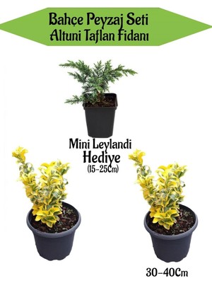 Esranın Dünyası Bahçe Peyzaj Seti 2 Adet Altuni Taflan Fidanı+ Hediye Mini Leylandi Fidanı, BTSNN23032456