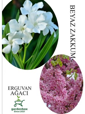 Esranın Dünyası Gardenbox Beyaz Zakkum Çiçeği 30-60CM, Pembe Erguvan Ağacı Fidanı 50-70CM, Set