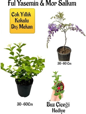 Esranın Dünyası Nura Botanik Kokulu Ful Yasemin Çiçeği, Mor Salkım Ağacı Fidanı, Buz Çiçeği Hediyeli Peyzaj Seti, 30-60 cm