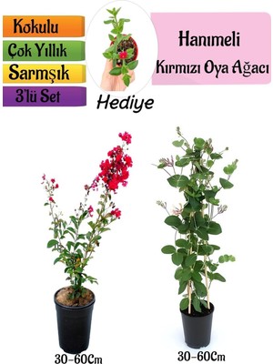 Esranın Dünyası Gardenbox Kırmızı Oya Ağacı, Kokulu Hanımeli Çiçeği, Buz Çiçeği 3'lü Peyzaj Seti, 30-60 cm