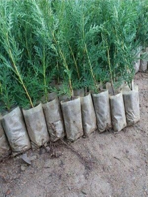 Esranın Dünyası Nura Botanik Leylandi Çit Bitkisi, 10-30 Cm, 5 Adet Saksılı, Dış Mekan Ağacı, Cupressocyparis Leylandii