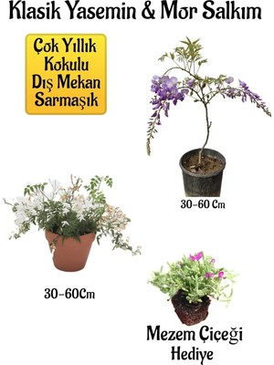 Esranın Dünyası Nura Botanik Mis Kokulu Klasik Yasemin Çiçeği, Mor Salkım Ağacı Fidanı, Mezem Çiçeği Hediyeli Peyzaj Seti, 30-60 cm