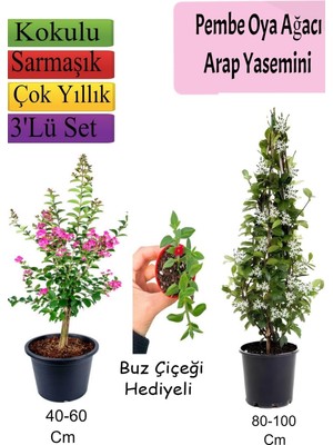 Esranın Dünyası Gardenbox Pembe Oya Ağacı, Arap Yasemini, Buz Çiçeği Hediyeli, 3'lü Set, Çok Renkli