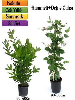 Esranın Dünyası Nura Botanik Defne Çalısı + Hanımeli Çiçeği Fidanı 2'li Bahçe Peyzaj Seti, 30-60CM