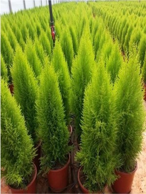 Esranın Dünyası Nura Botanik Limoni Servi Çam Ağacı, 30-60CM, Saksılı, Mis Kokulu, Çok Renkli