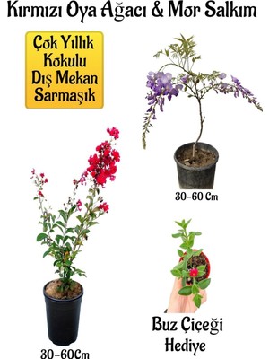Esranın Dünyası Nura Botanik Kırmızı Oya Ağacı Fidanı, Mor Salkım Ağacı Fidanı, Buz Çiçeği Hediyeli Bahçe Peyzaj Seti