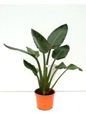 Esranın Dünyası Nura Botanik Orta Boy Saksılı Starliçe Cennet Çiçeği, 15-30CM, Strelitzia, 1 Adet