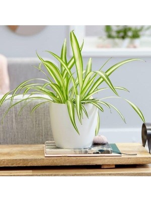 Esranın Dünyası Gardenbox Kurdele Çiçeği Dekoratif Saksılı, 25-35 Cm, 12 cm Saksı Çapı, Yeşil-Beyaz